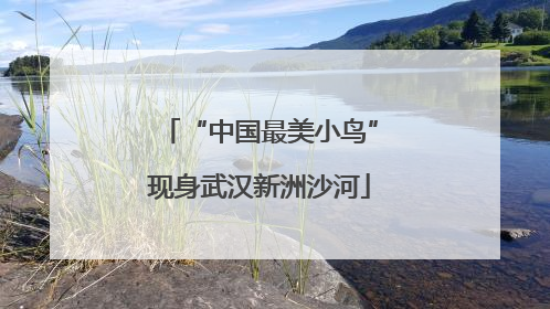 “中国最美小鸟”现身武汉新洲沙河