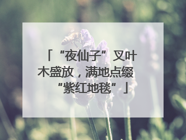“夜仙子”叉叶木盛放，满地点缀“紫红地毯”