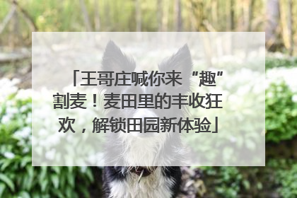 王哥庄喊你来“趣”割麦！麦田里的丰收狂欢，解锁田园新体验