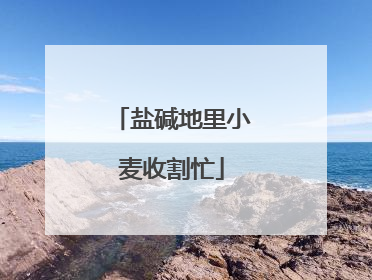 盐碱地里小麦收割忙