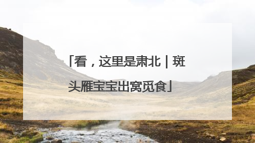 看，这里是肃北｜斑头雁宝宝出窝觅食