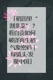 稻田里“割韭菜”？看自贡如何破译再生稻气象密码｜绿镜头·发现中国
