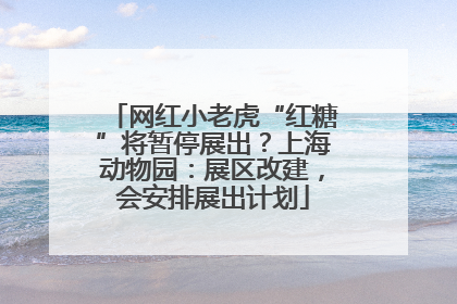 网红小老虎“红糖”将暂停展出？上海动物园：展区改建，会安排展出计划