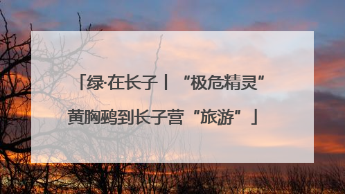 绿·在长子丨“极危精灵”黄胸鹀到长子营“旅游”