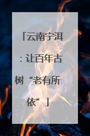 云南宁洱：让百年古树“老有所依”