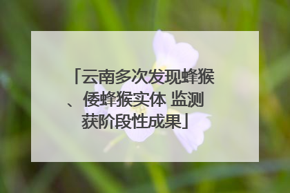 云南多次发现蜂猴、倭蜂猴实体 监测获阶段性成果