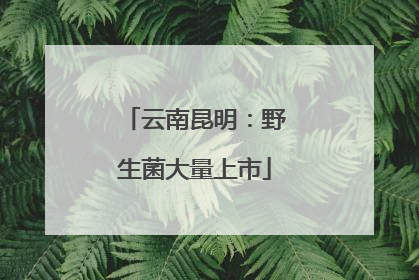 云南昆明：野生菌大量上市