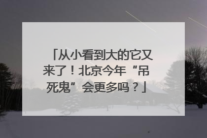 从小看到大的它又来了！北京今年“吊死鬼”会更多吗？