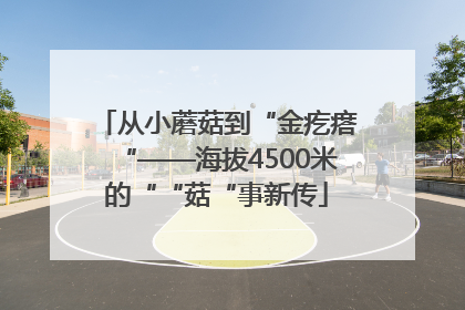 从小蘑菇到“金疙瘩“——海拔4500米的““菇“事新传