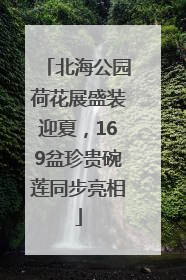 北海公园荷花展盛装迎夏，169盆珍贵碗莲同步亮相