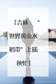 吉林：“世界黄金水稻带”上插秧忙