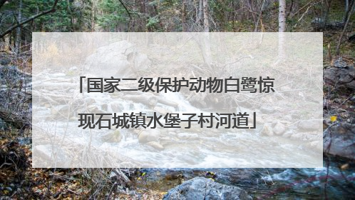 国家二级保护动物白鹭惊现石城镇水堡子村河道