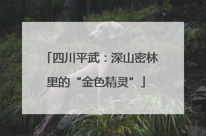 四川平武：深山密林里的“金色精灵”