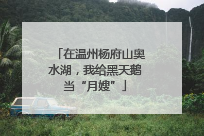 在温州杨府山奥水湖，我给黑天鹅当“月嫂”
