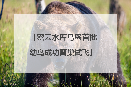 密云水库鸟岛首批幼鸟成功离巢试飞