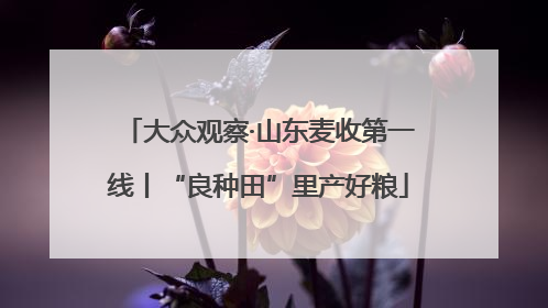大众观察·山东麦收第一线丨“良种田”里产好粮