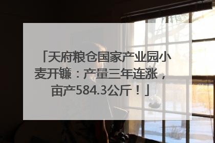 天府粮仓国家产业园小麦开镰：产量三年连涨，亩产584.3公斤！