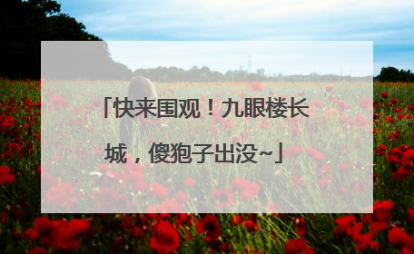 快来围观！九眼楼长城，傻狍子出没~