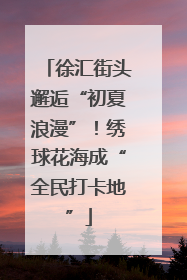 徐汇街头邂逅“初夏浪漫”！绣球花海成“全民打卡地”