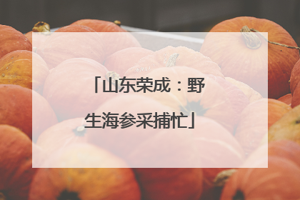山东荣成：野生海参采捕忙