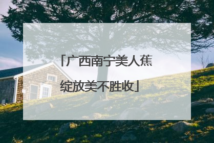 广西南宁美人蕉绽放美不胜收