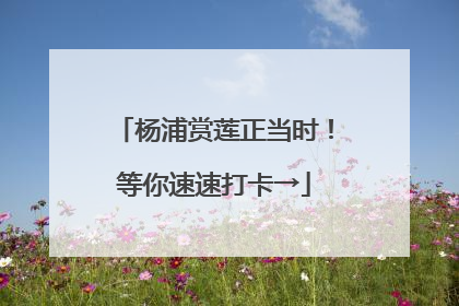 杨浦赏莲正当时！等你速速打卡→