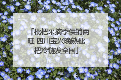 枇杷采摘季供销两旺 四川宝兴晚熟枇杷冷链发全国