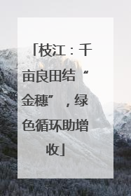 枝江：千亩良田结“金穗”，绿色循环助增收
