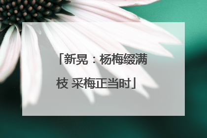 新晃：杨梅缀满枝 采梅正当时