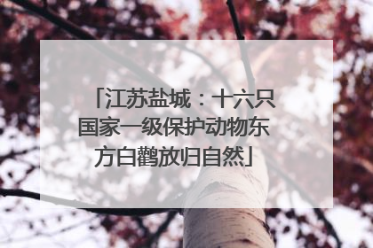 江苏盐城：十六只国家一级保护动物东方白鹳放归自然