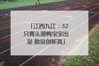 江西九江：32只青头潜鸭宝宝出巢 数量创新高