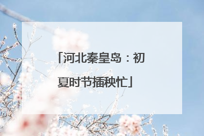 河北秦皇岛：初夏时节插秧忙