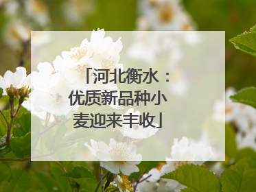 河北衡水：优质新品种小麦迎来丰收