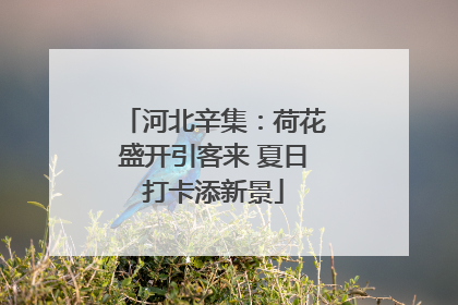 河北辛集：荷花盛开引客来 夏日打卡添新景