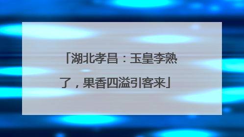 湖北孝昌：玉皇李熟了，果香四溢引客来