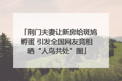 荆门夫妻让新房给斑鸠孵蛋 引发全国网友竞相晒“人鸟共处”图