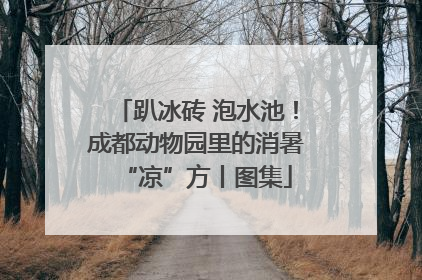 趴冰砖 泡水池！成都动物园里的消暑“凉”方丨图集