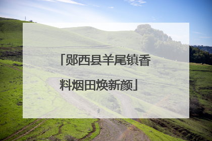 郧西县羊尾镇香料烟田焕新颜