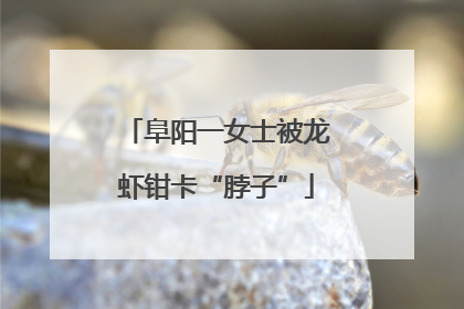 阜阳一女士被龙虾钳卡“脖子”