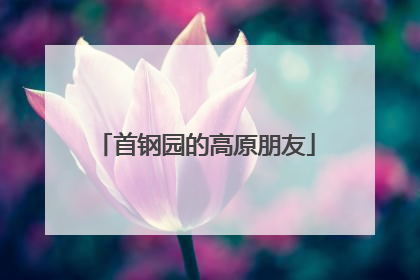 首钢园的高原朋友