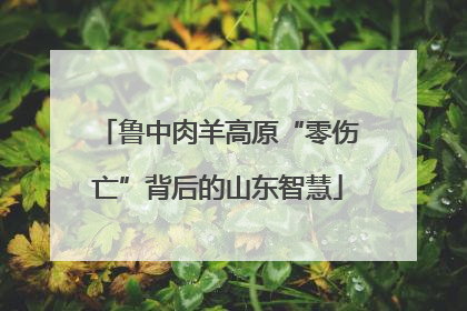鲁中肉羊高原“零伤亡”背后的山东智慧