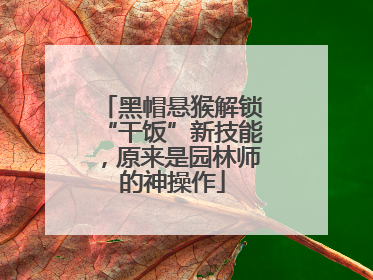 黑帽悬猴解锁“干饭”新技能，原来是园林师的神操作